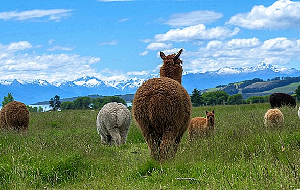 Här är varför forskare porerar över antika Alpaca Poo