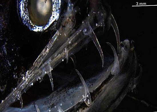 Hier ist, warum der übernatürlich gruselige Drachenfisch unsichtbare Zähne hat