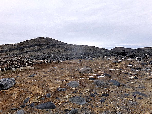 Lūk, kāpēc Antarktīdā ir simtiem seno, mumificēto pingvīnu