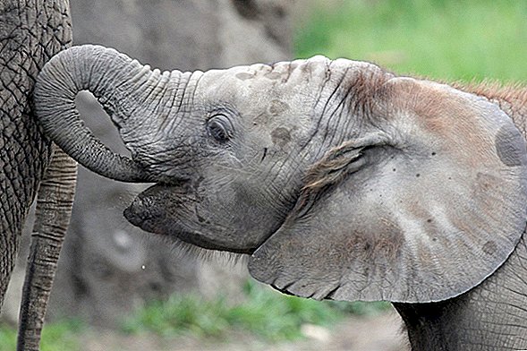 Herpes Virus dræber 2. ung elefant i Indianapolis Zoo