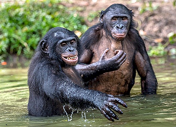 'שימפנזים היפי' קיימו יחסי מין עם 'רוח רפאים' מסתורית מאות אלפי שנים לפני