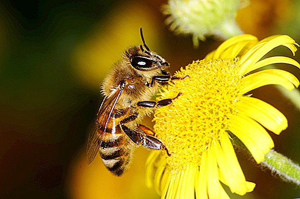 نحل العسل يعرف الكثير عن لا شيء