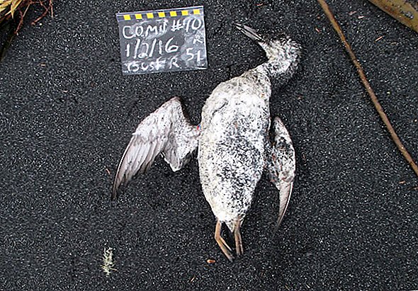 Vroč žar v Tihem oceanu je povzročil smrt 1 milijon morskih ptic
