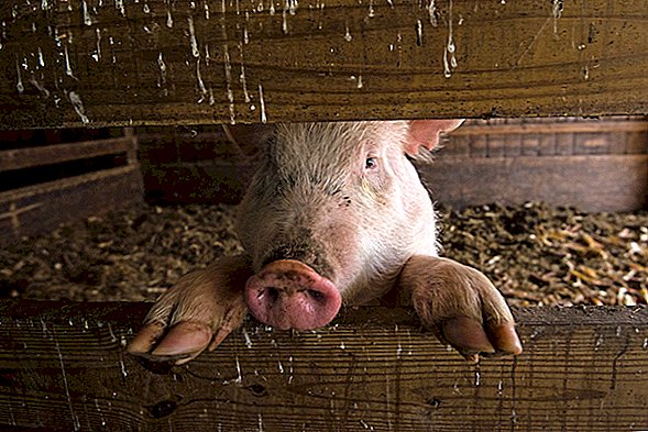 W kilka godzin po śmierci świń naukowcy przywracają aktywność komórek mózgowych