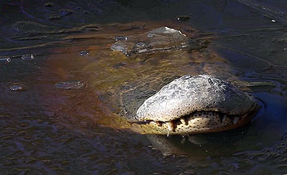 Comment les alligators survivent dans un étang gelé: ils «plongent»