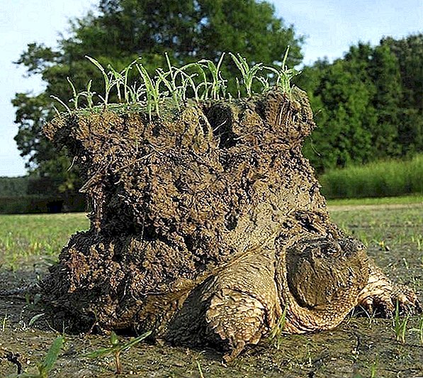 Cómo Butt Gas, drogas y recuerdos increíbles llevaron a esta extraña foto de tortuga