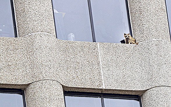 Hvordan en Daredevil vaskebjørn dro av en skremmende 23-etasjers klatring