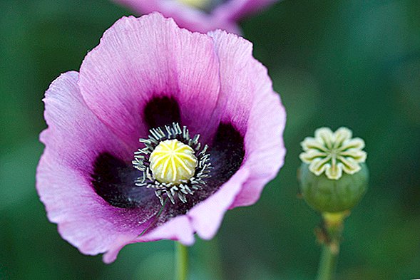 Bagaimana Apakah Opium Poppy Mendapatkan Properti Painkilling Mereka?