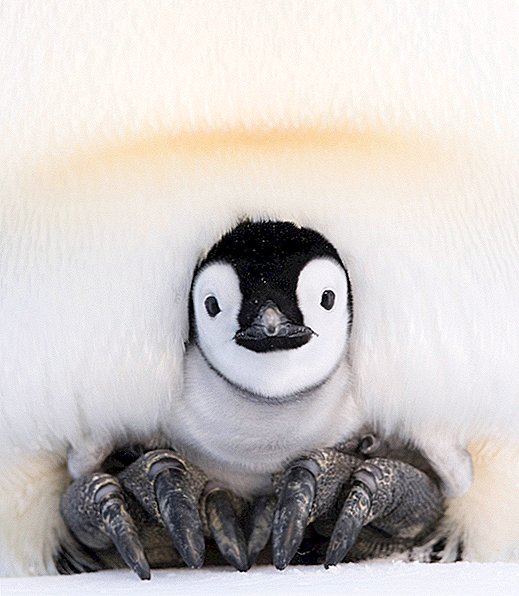 Hvordan forhindrer kejser Penguin Dads deres æg fra at fryse?