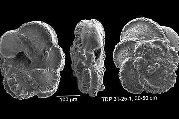 Como você… Deduz climas antigos a partir de conchas fósseis microscópicas?