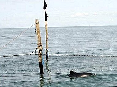 Cum balenele ucigașe au determinat echolocarea porpozei
