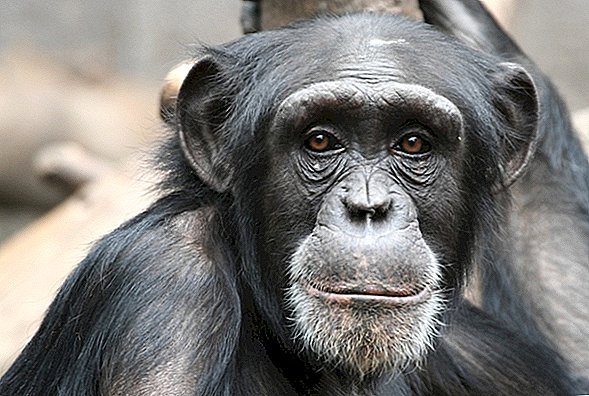 Jak může satelitní data NASA pomoci chránit šimpanzy