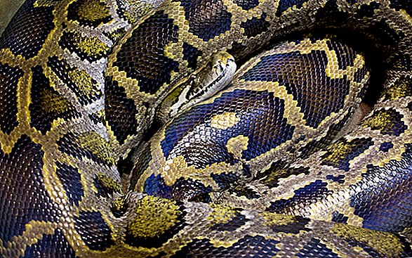 Hvordan en Python spiste en kvinde hele og venstre knap et spor af det voldsomme angreb