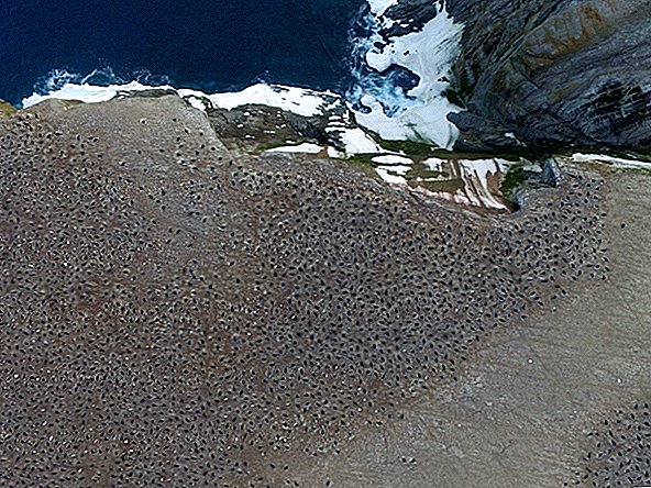 Hogyan rejtett ez az 1,5 millió pingvin szuperkónia majdnem 3000 évig