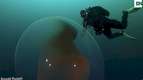 Blob-Drifts in menschlicher Größe von Tauchern. Und es ist vollgepackt mit Hunderttausenden von Baby-Tintenfischen.
