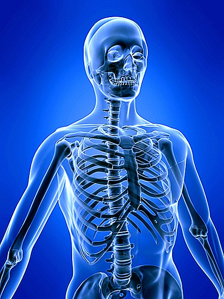 Das menschliche Skelettsystem