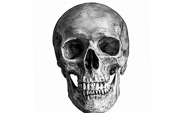 Žmogaus kaukolė paklūsta „auksiniam santykiui“. Anatomai sako, kad tai juokinga.