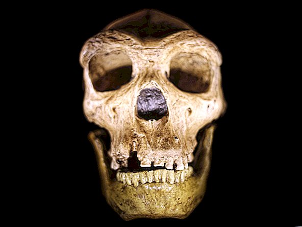 Ljudje in neandertalci Razvili so se iz skrivnostnega skupnega prednika, predpostavlja ogromna analiza