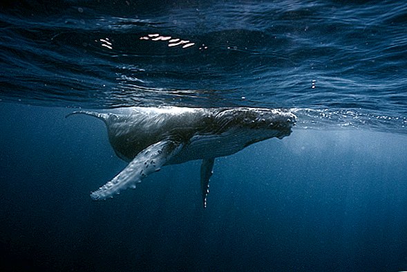Grbavi kit, ki je bil opran na obali v amazonski džungli, je bil verjetno bolan