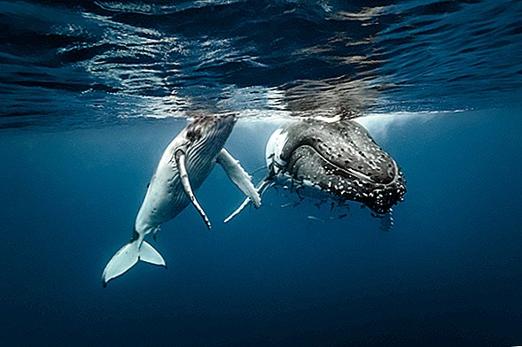 الحيتان الحدباء تسرق نغمات الحيتان الأخرى (حتى المحيطات بعيدا)