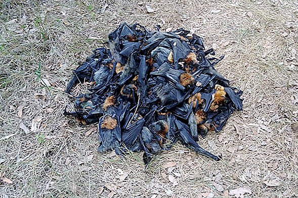 Honderden 'gekookte' vleermuizen vallen uit de lucht in Australian Heat Wave