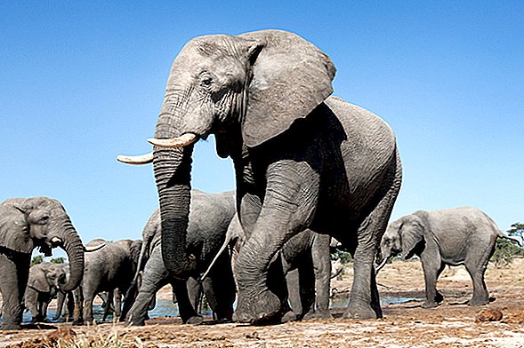 Jäger von Elefanten in Simbabwe zerquetscht