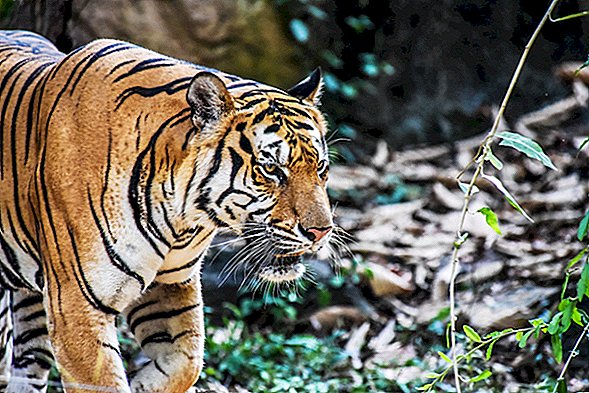 Los cazadores pueden atraer al tigre "devorador de hombres" con la obsesión de Calvin Klein