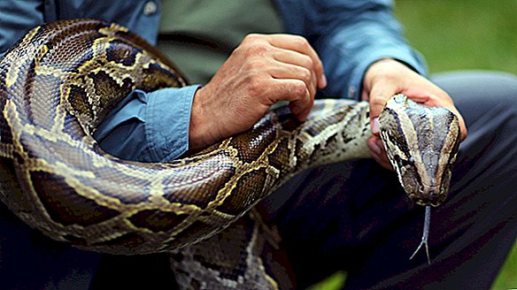 Des chasseurs s'apprêtent à rassembler des pythons birmans géants en Floride