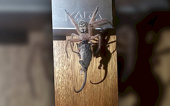 Охотник-паук пожирает опоссума в вирусном (и ужасающем) фото