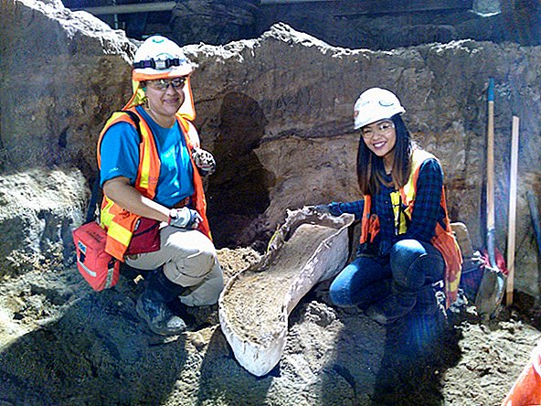 Eiszeitliche Tierknochen, die während der Ausgrabung der U-Bahn in LA entdeckt wurden