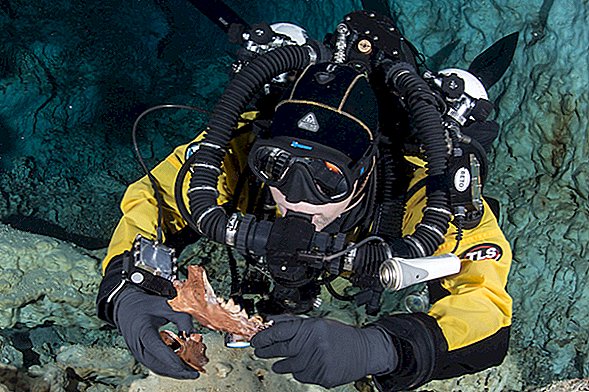 Urso da era do gelo e criatura parecida com um lobo são encontrados na caverna mexicana subaquática