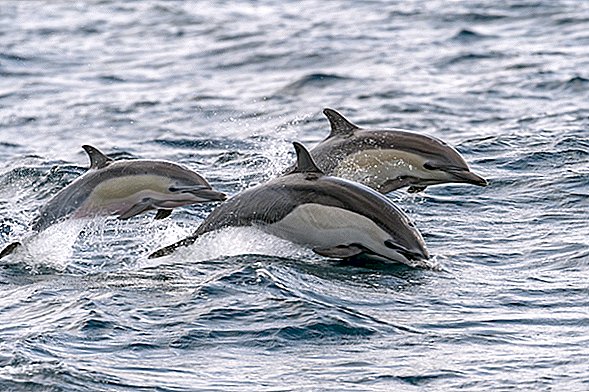 Si los delfines nadan cerca, ¿eso significa que los tiburones no lo están?