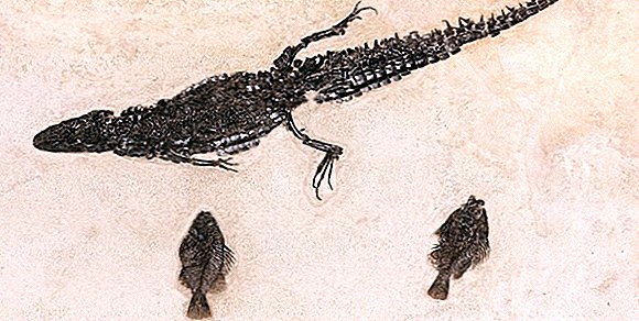 Imej: Seks Ikan, Mini-Kuda & Keajaiban Lain Tasik Fosil