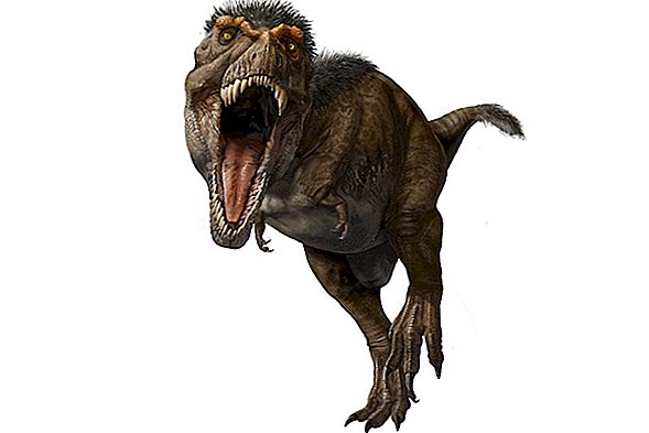 V slikah: Nov pogled na T. Rexa in njegove sorodnike