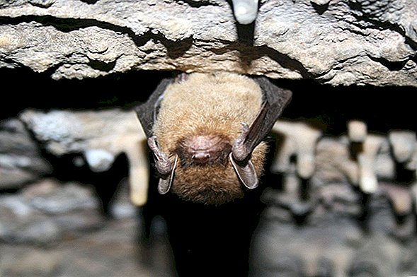 Nuotraukose: beprotiškai gražūs Arizonos šikšnosparniai