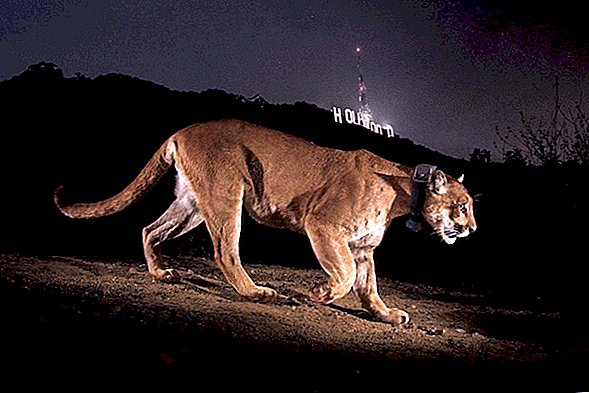 Fotókban: Az exkluzív hegyi oroszlánok jönnek ki a bujkálásból