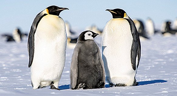 In foto: la stagione riproduttiva bella ed estrema del pinguino imperatore