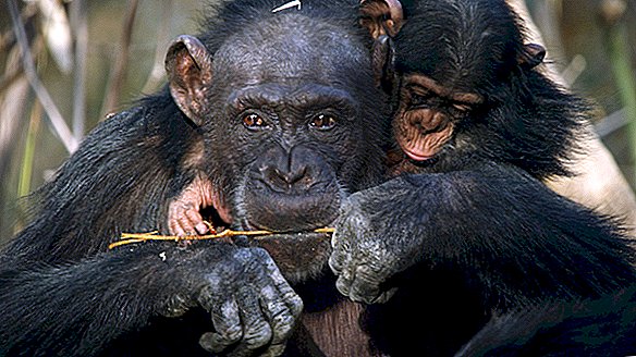 Na fotografiách: Šimpanz Fongoli Savanna