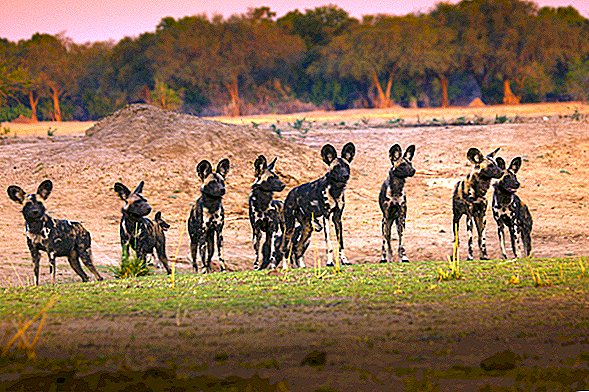 Fotoattēlos: Zimbabves majestātiski gleznotie vilki
