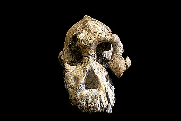 Na fotografiích: Téměř kompletní lebka lidského předka