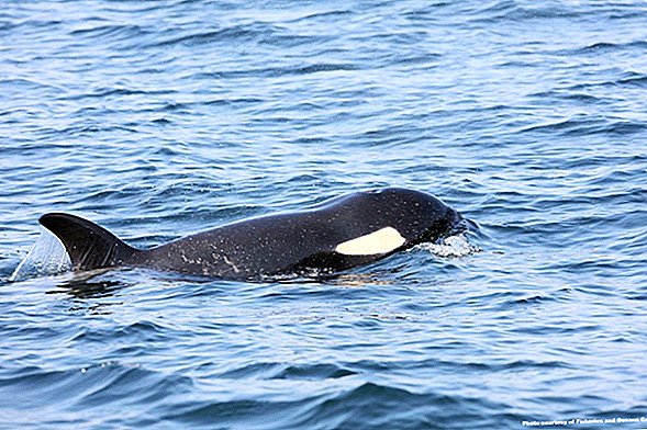 En fotos: los equipos de respuesta intentan salvar a la orca hambrienta