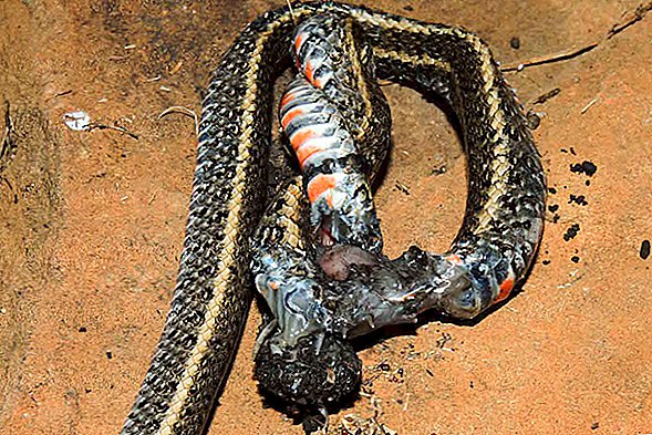 I bilder: En Tarantula-Eat-Snake World