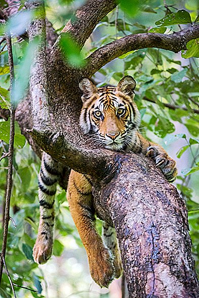 Kuvissa: Intian Bandigevgarhin tiikerireservin tiikerit
