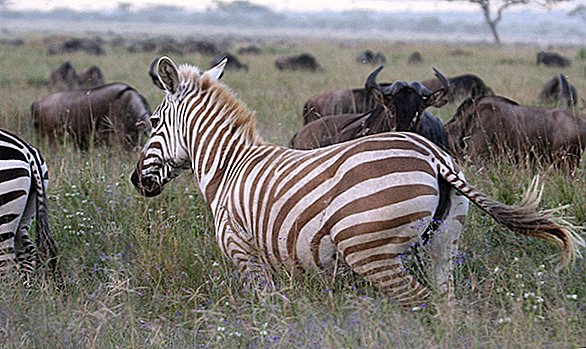 Fotografias incríveis mostram a rara zebra 'loira' prosperando na natureza