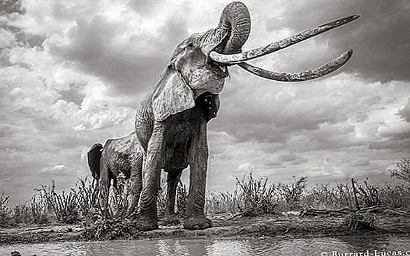 Fotografii incredibile surprind ultima viziune a „reginei elefante” cu zgârieturi lungi