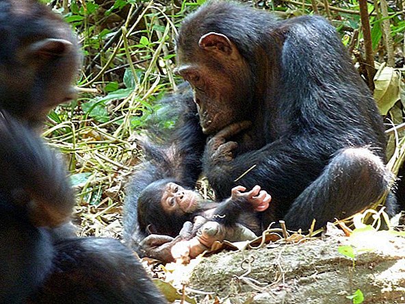 Säuglingsschimpanse schnappte und kannibalisierte Momente nach seiner Geburt