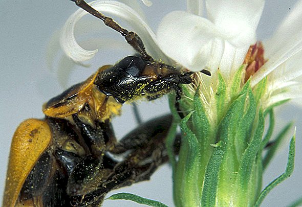 Insect Walking Dead: cómo un hongo convierte escarabajos en zombies asesinos