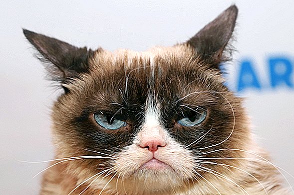 Il famoso gatto scontroso di Internet muore all'età di 7 anni