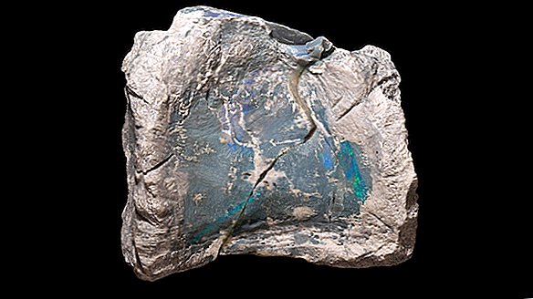 오팔 광산에서 발견 된 잃어버린 공룡 무리의 무지개 빛깔의 뼈