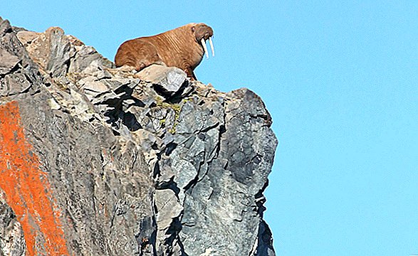 Действительно ли изменение климата заставляет моржей прыгать со скал?